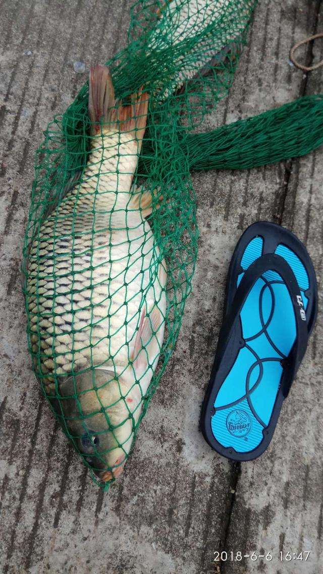 钓扔吧鱼技巧视频(钓扔巴鱼用什么饵) 钓扔吧鱼技巧视频(钓扔巴鱼用什么饵)