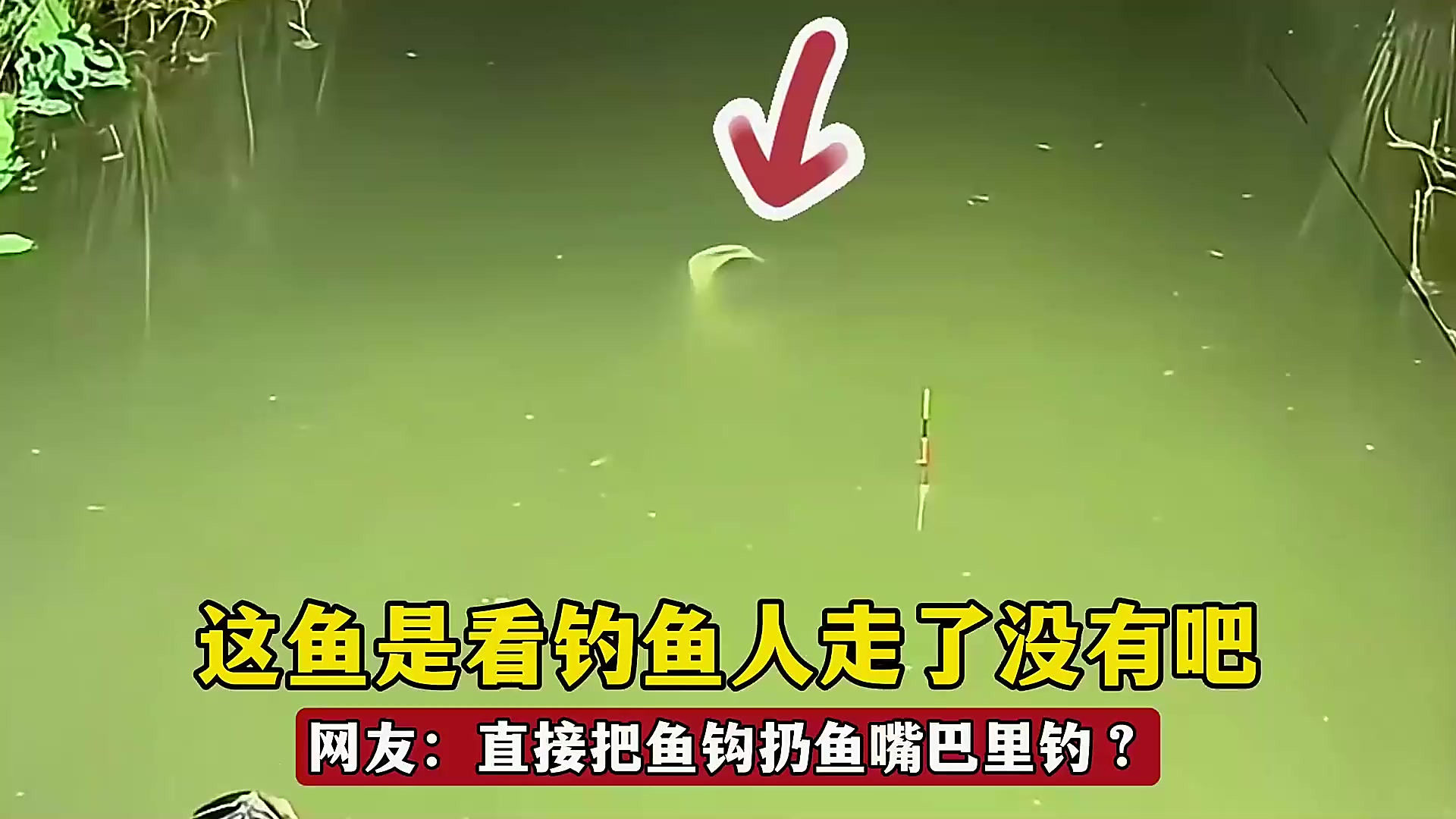 钓扔吧鱼技巧视频(钓扔巴鱼用什么饵) 钓扔吧鱼技巧视频(钓扔巴鱼用什么饵)