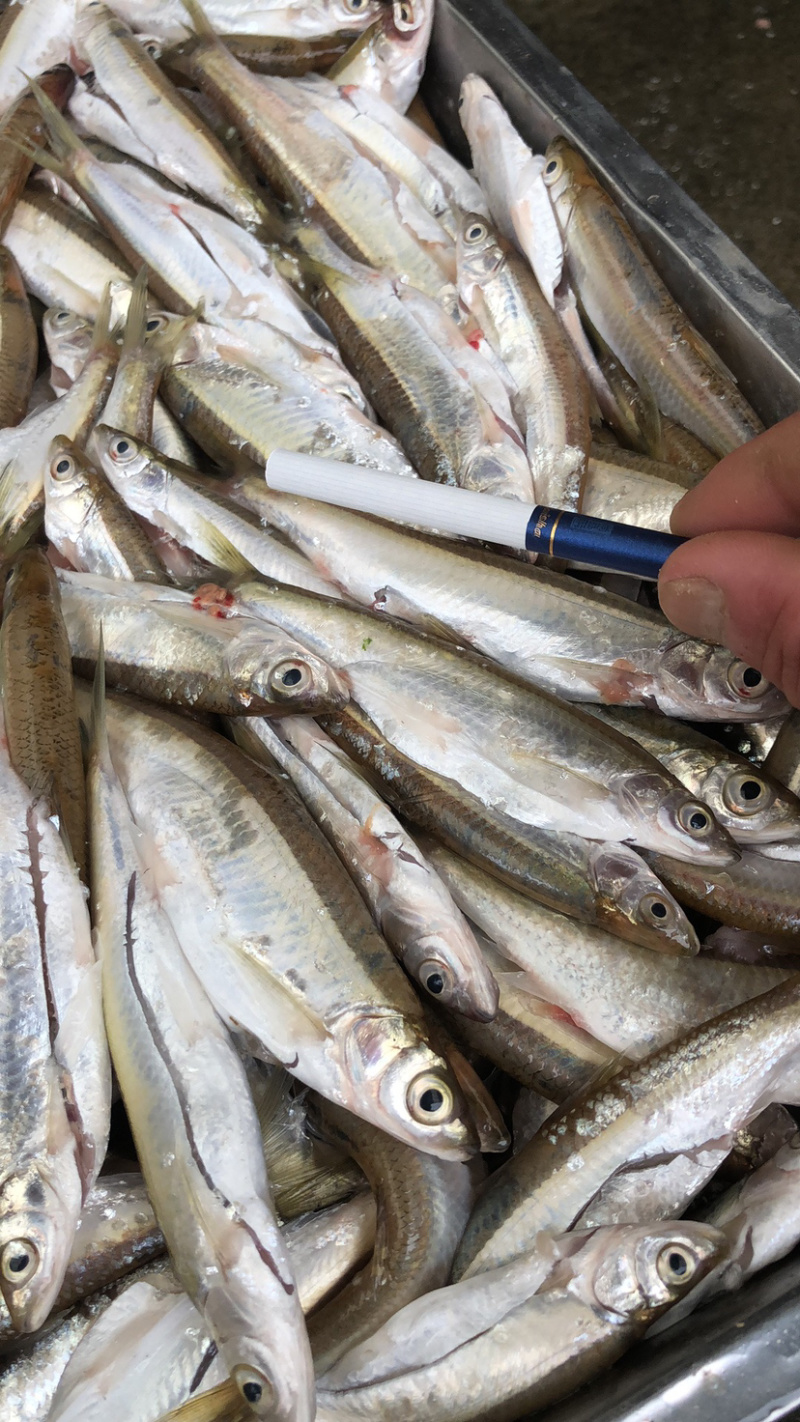 水库路亚白条(水库路亚白条怎么找点) 水库路亚白条(水库路亚白条怎么找点)