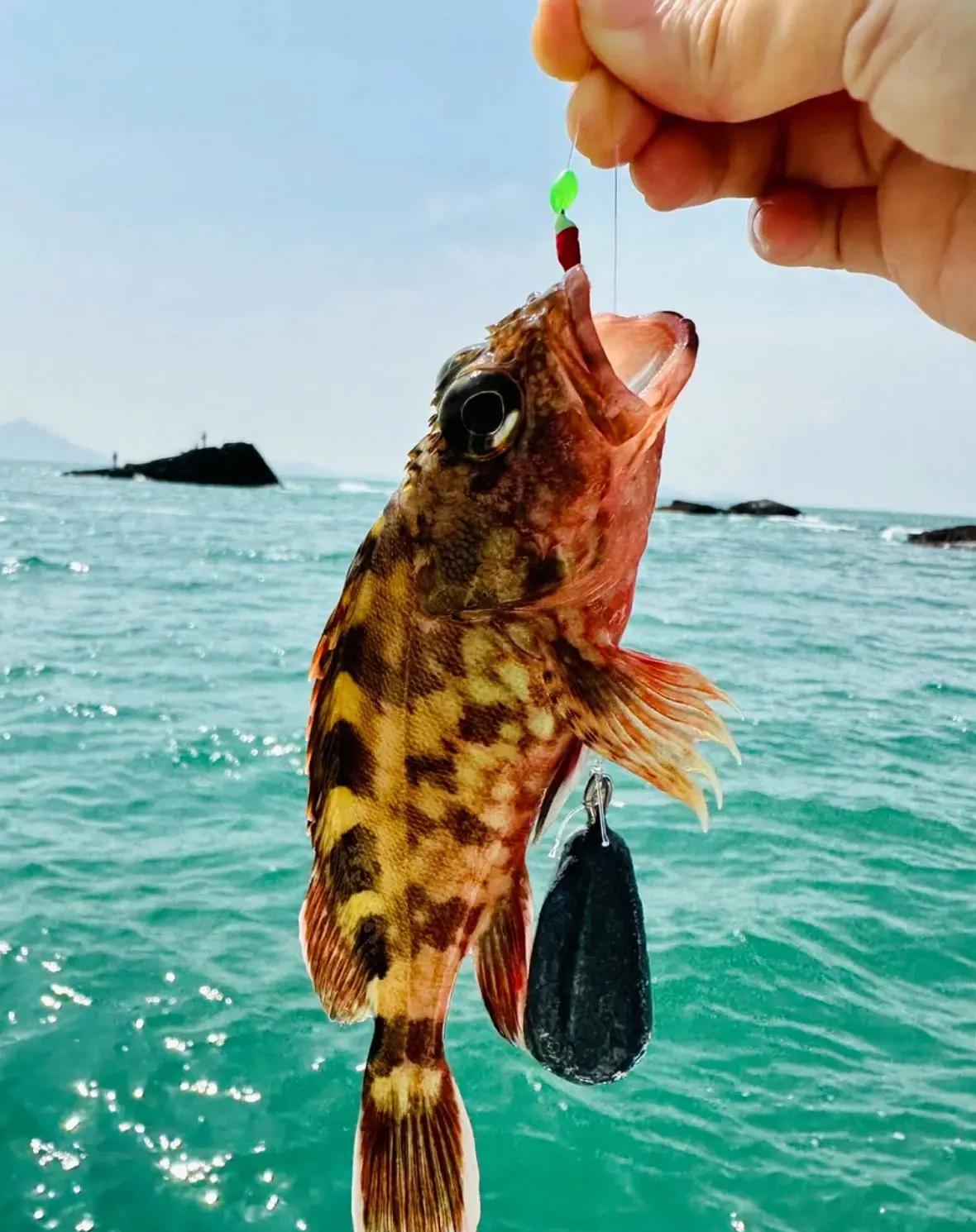 青岛海钓鱼网(青岛哪里可以免费钓鱼) 青岛海钓鱼网(青岛哪里可以免费钓鱼)