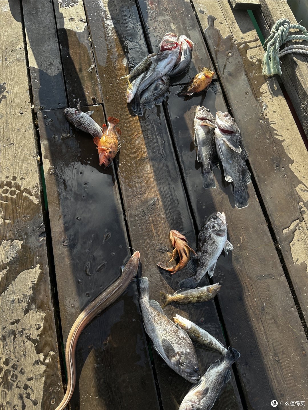 大连开发区海钓群(大连开发区海钓群微信) 大连开发区海钓群(大连开发区海钓群微信)