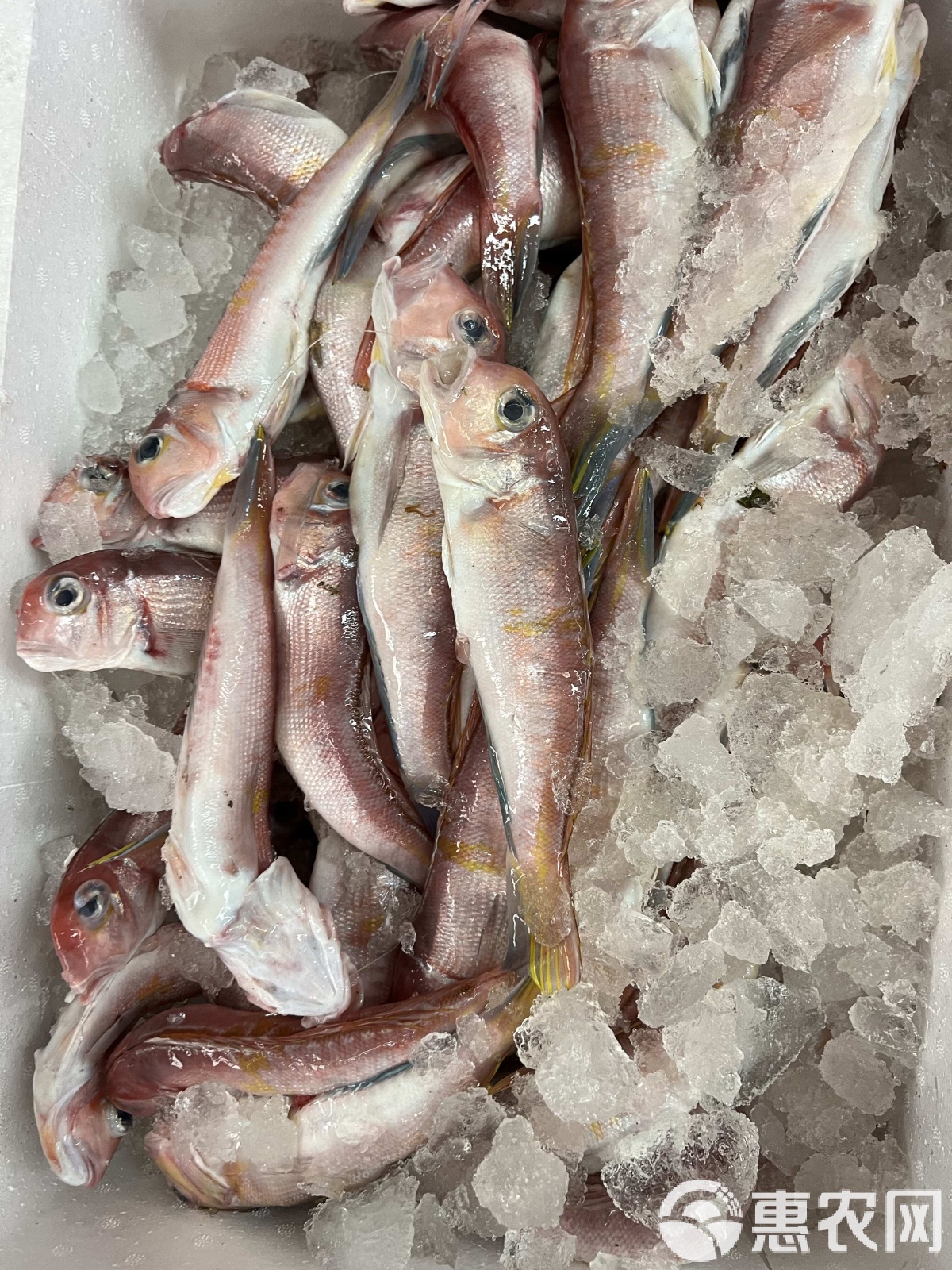 海钓为什么鱼口很少(海钓有口不中鱼是什么原因) 海钓为什么鱼口很少(海钓有口不中鱼是什么原因)