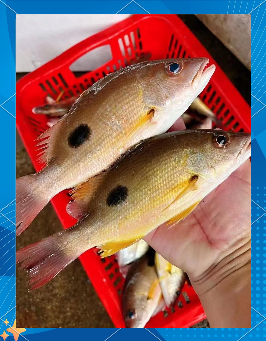 澳头海钓钓点(澳头海钓地点) 澳头海钓钓点(澳头海钓地点)