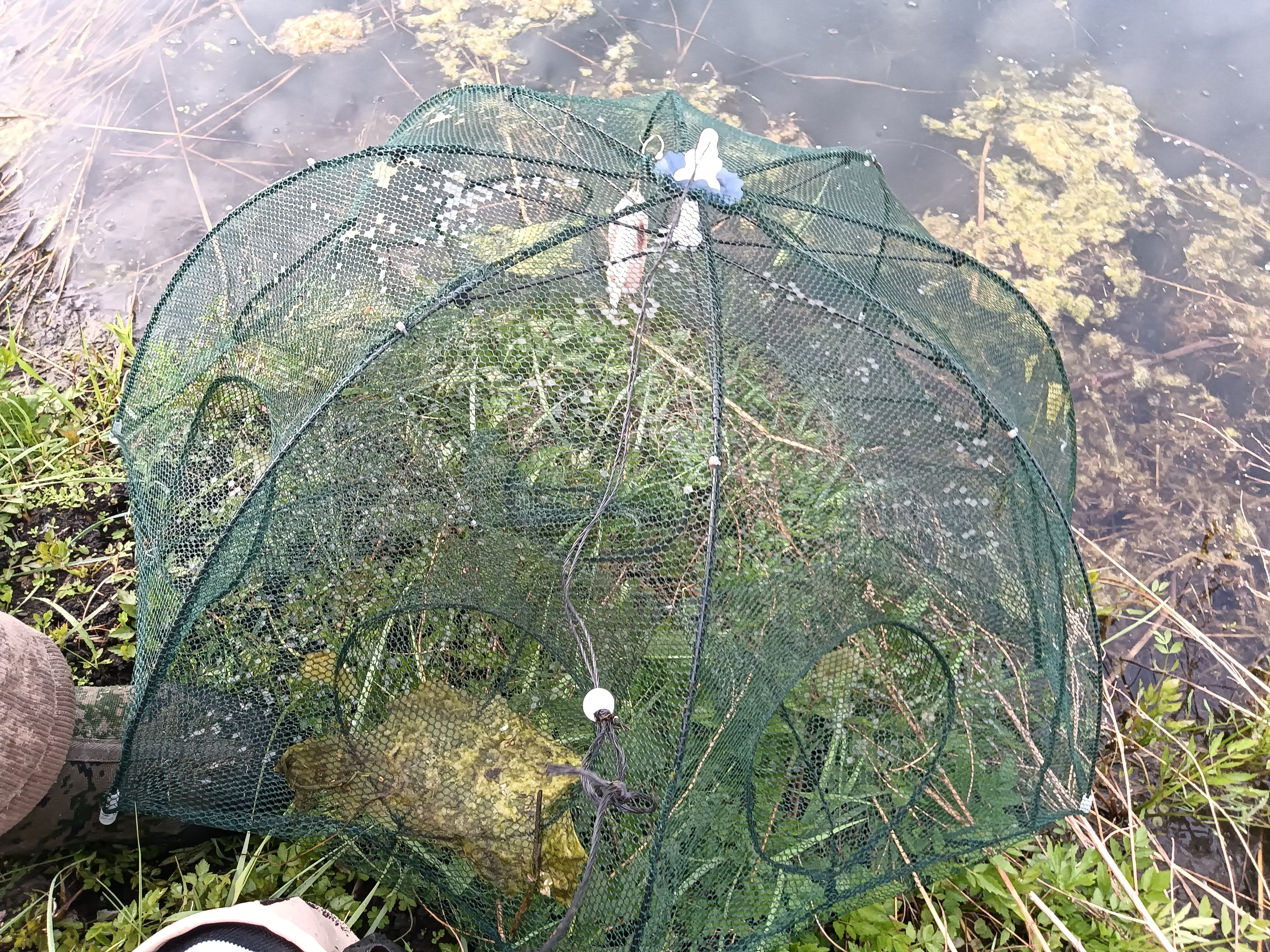 蟹笼饵料(蟹笼抓螃蟹饵料) 蟹笼饵料(蟹笼抓螃蟹饵料)