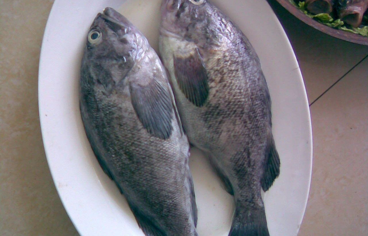 路亚黑头鱼(路亚黑鱼用198还是210) 路亚黑头鱼(路亚黑鱼用198还是210)