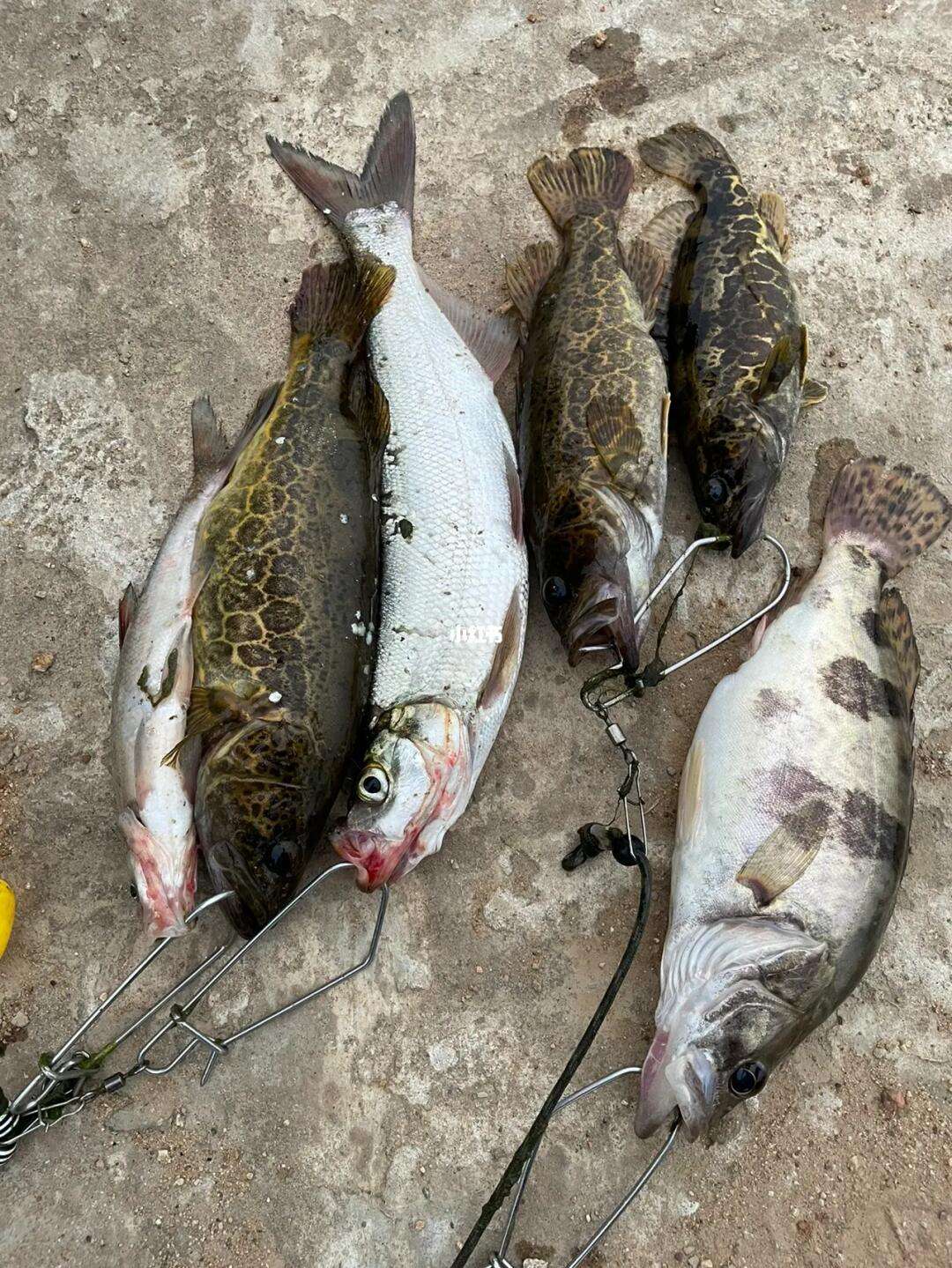 路亚贵鱼图片(路亚贵的杆子有什么好处) 路亚贵鱼图片(路亚贵的杆子有什么好处)