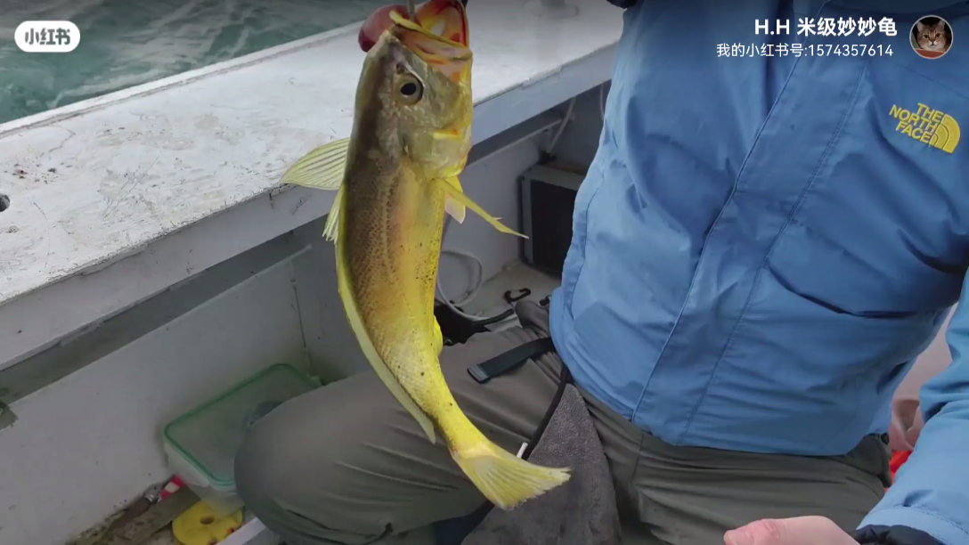海钓黄鱼图片(海钓黄鱼用什么饵料好)
