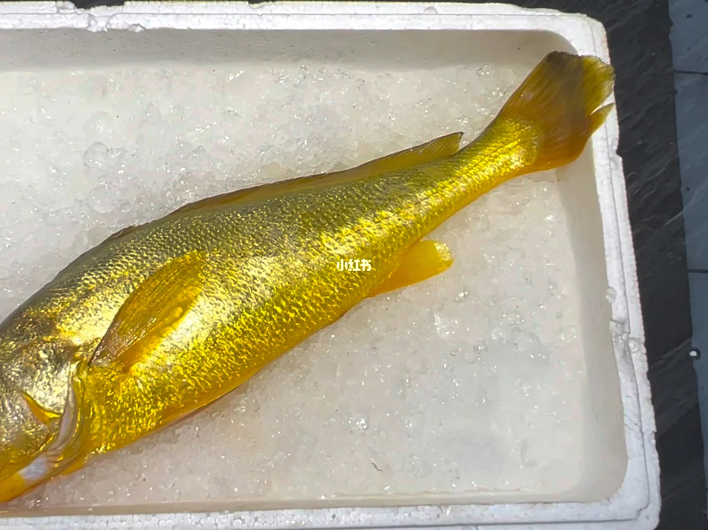 海钓黄鱼图片(海钓黄鱼用什么饵料好)