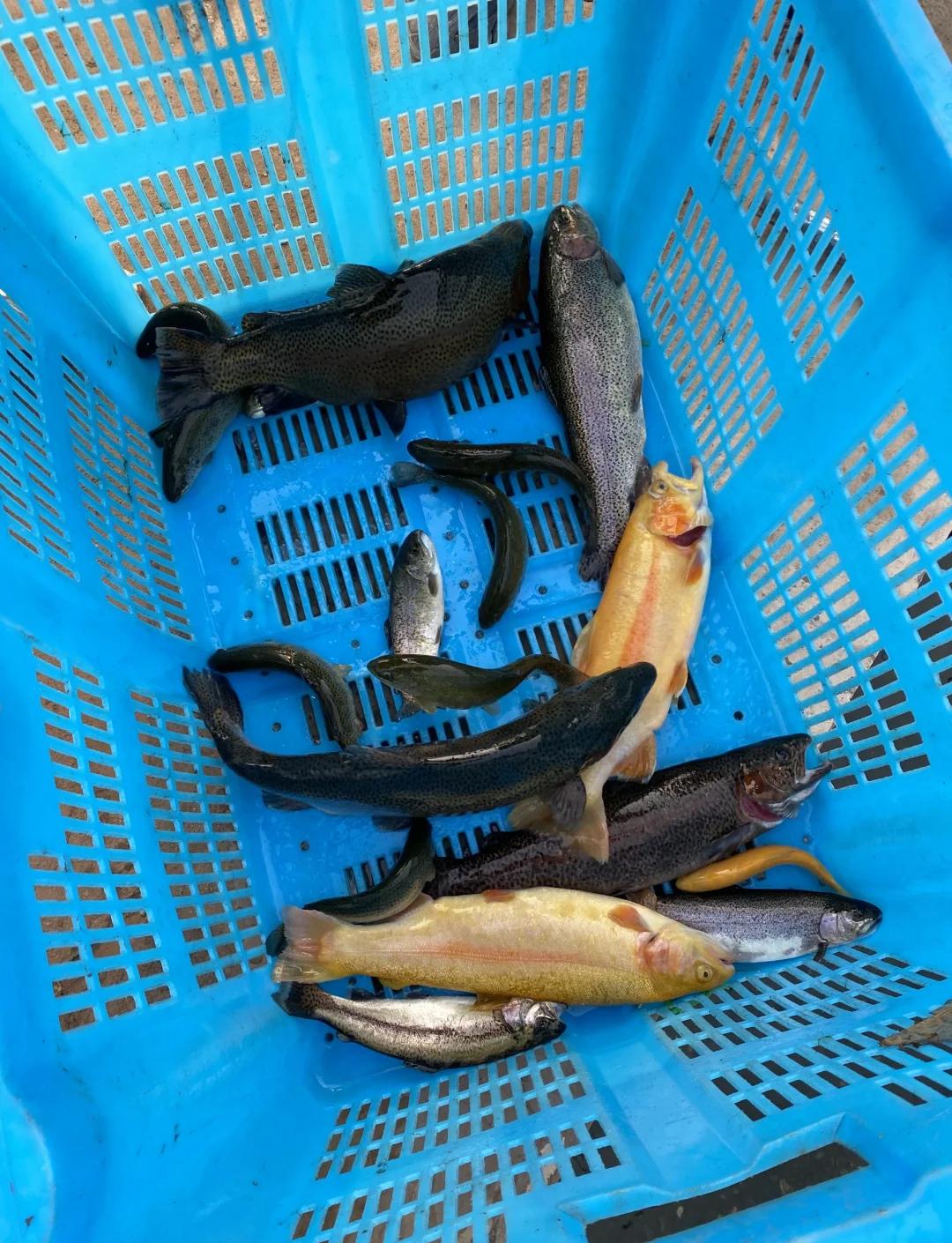 甘肃路亚鳟鱼(甘肃 路亚) 甘肃路亚鳟鱼(甘肃 路亚)