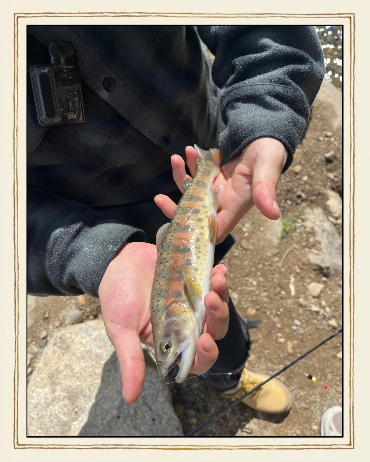 甘肃路亚鳟鱼(甘肃 路亚) 甘肃路亚鳟鱼(甘肃 路亚)