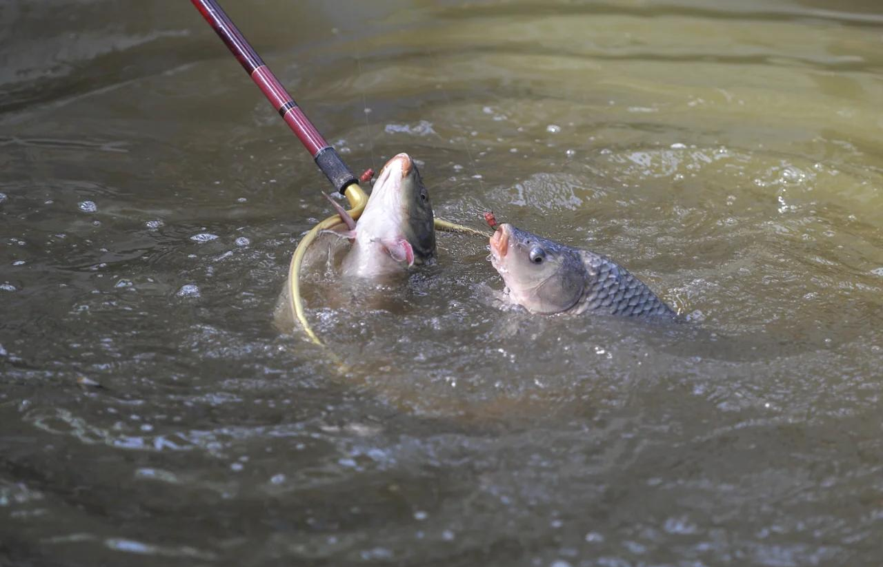 钓鲤鱼的技巧(钓鲤鱼的技巧和方法) 钓鲤鱼的技巧(钓鲤鱼的技巧和方法)
