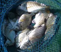 海钓拿什么竿(海钓用什么手竿好) 海钓拿什么竿(海钓用什么手竿好)