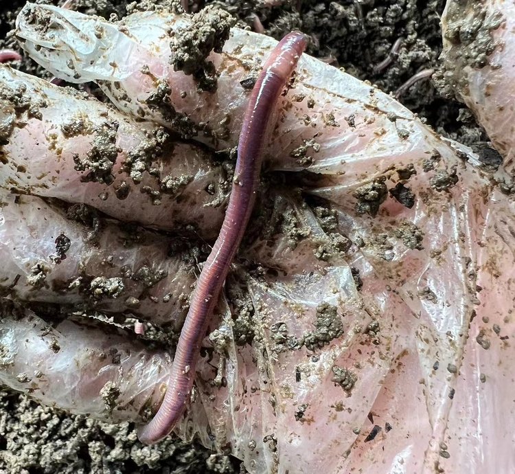 渔具店的蚯蚓有多大(渔具店的蚯蚓都是从哪进货的)