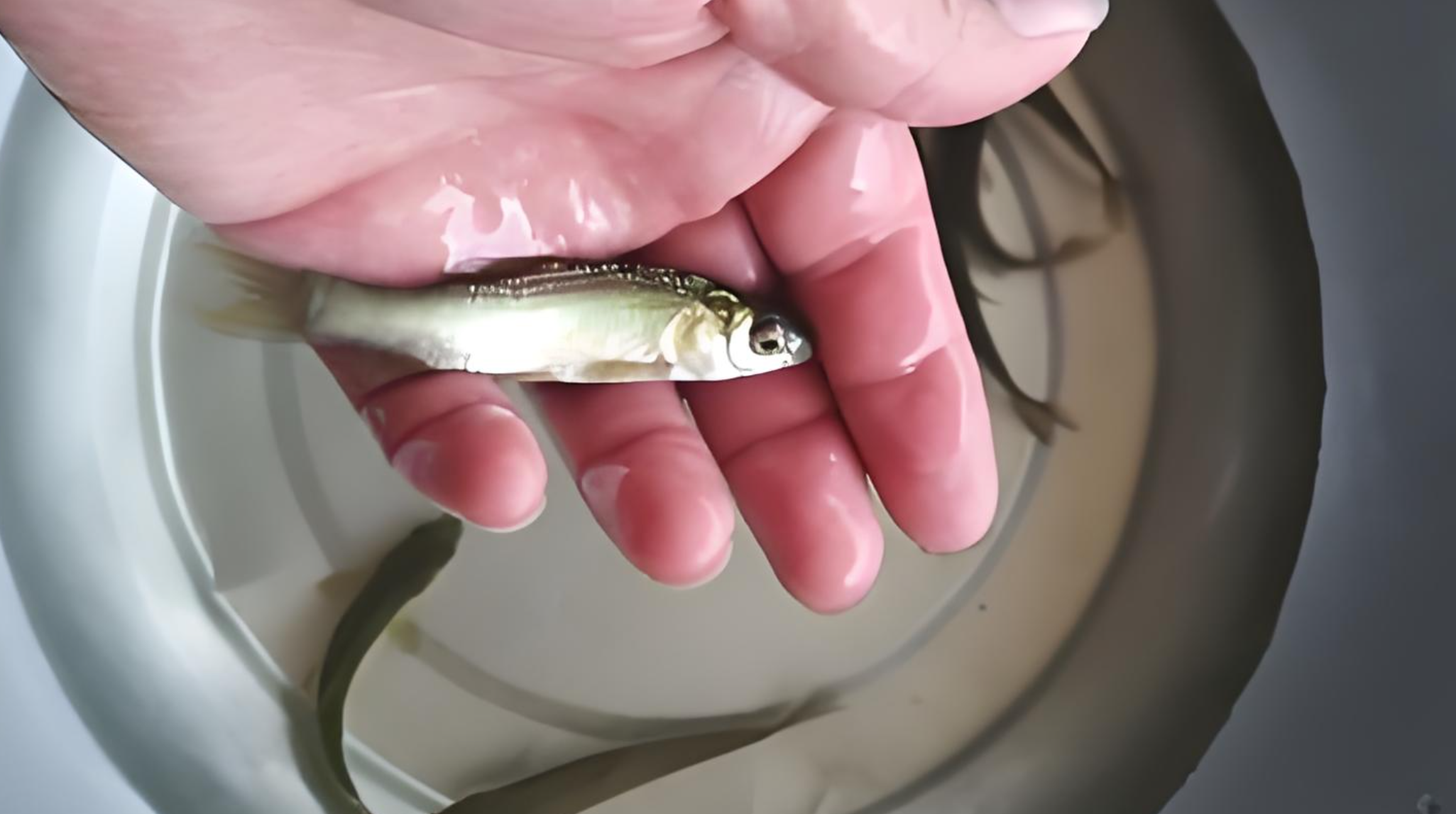 坎鱼技巧(坎怎么样) 坎鱼技巧(坎怎么样)