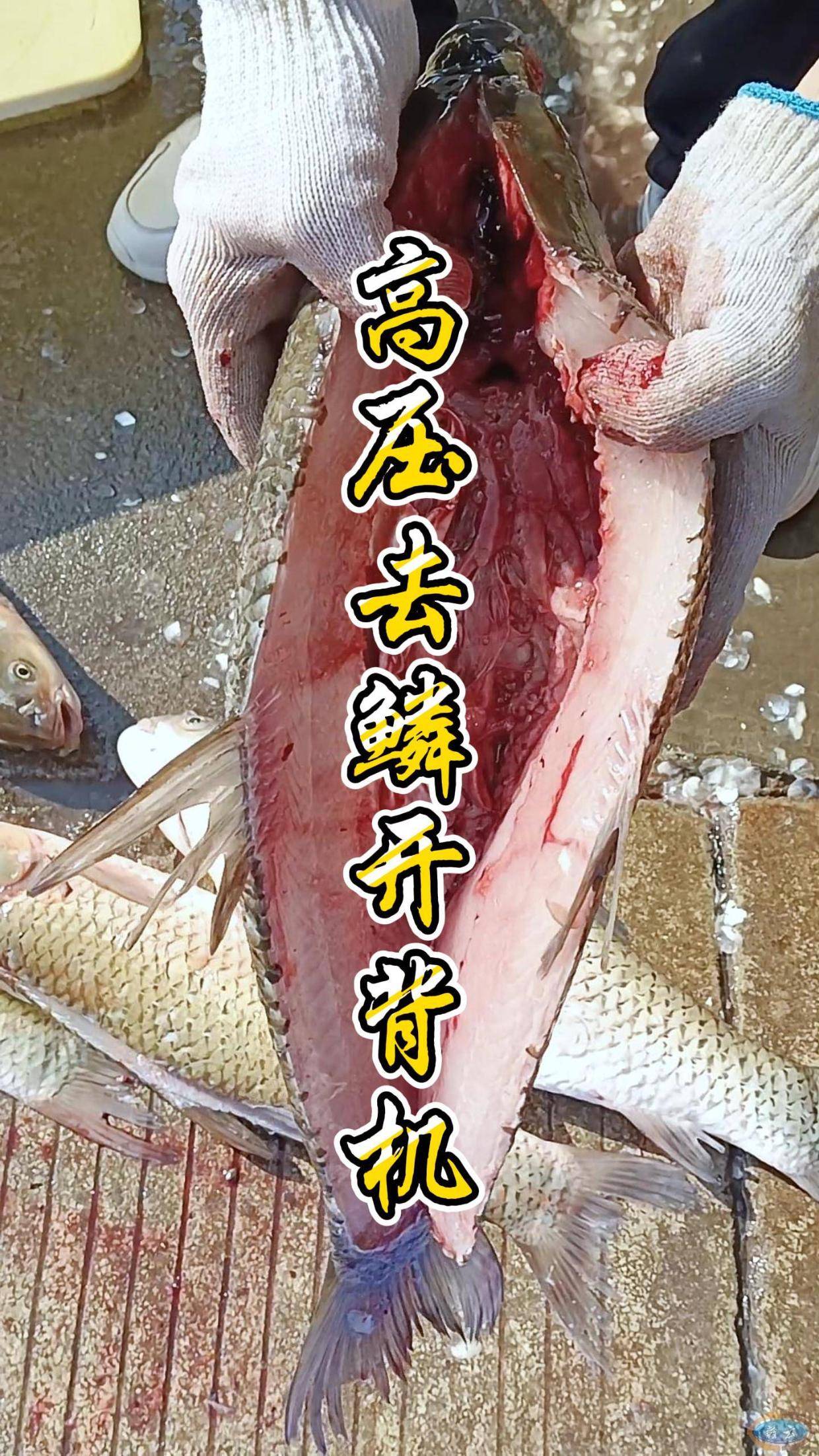 坎鱼技巧(坎怎么样) 坎鱼技巧(坎怎么样)