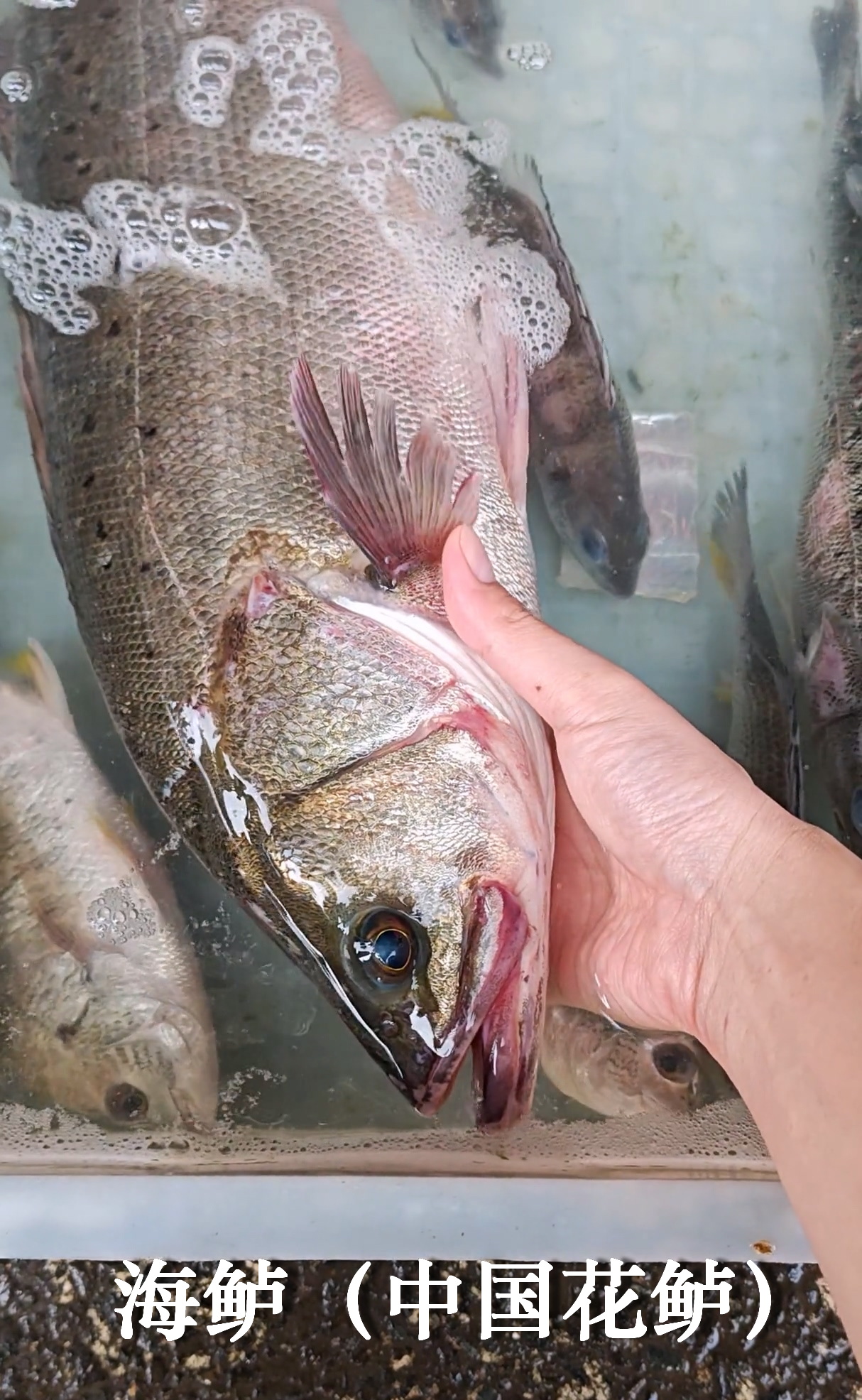 2020上虞路亚海鲈(绍兴路亚鱼种) 2020上虞路亚海鲈(绍兴路亚鱼种)