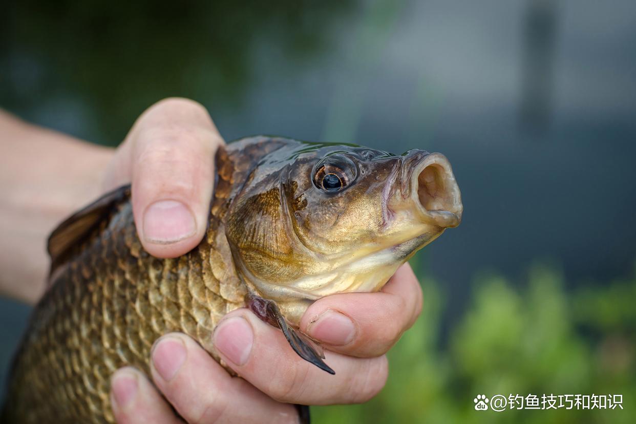 超诱如何钓小鲫鱼技巧(超诱鲫鱼配方) 超诱如何钓小鲫鱼技巧(超诱鲫鱼配方)