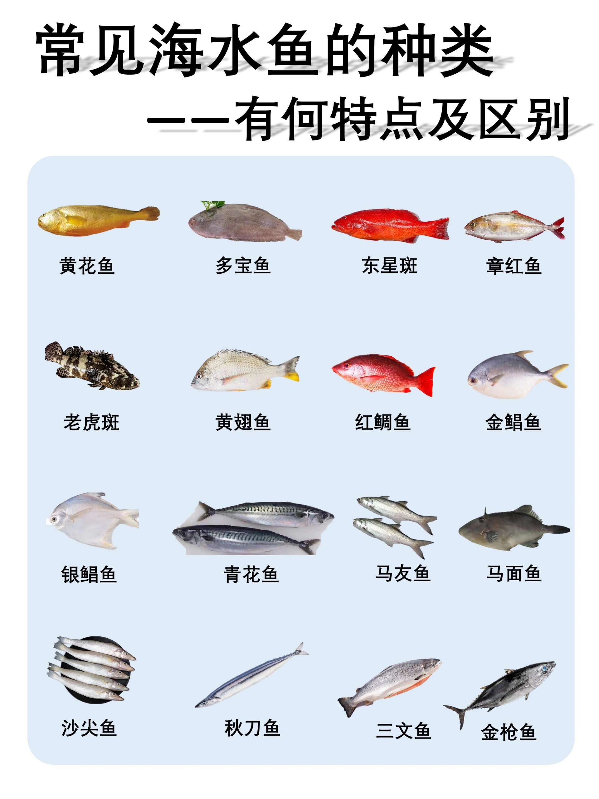 海钓常见鱼名称(海钓常见鱼类) 海钓常见鱼名称(海钓常见鱼类)
