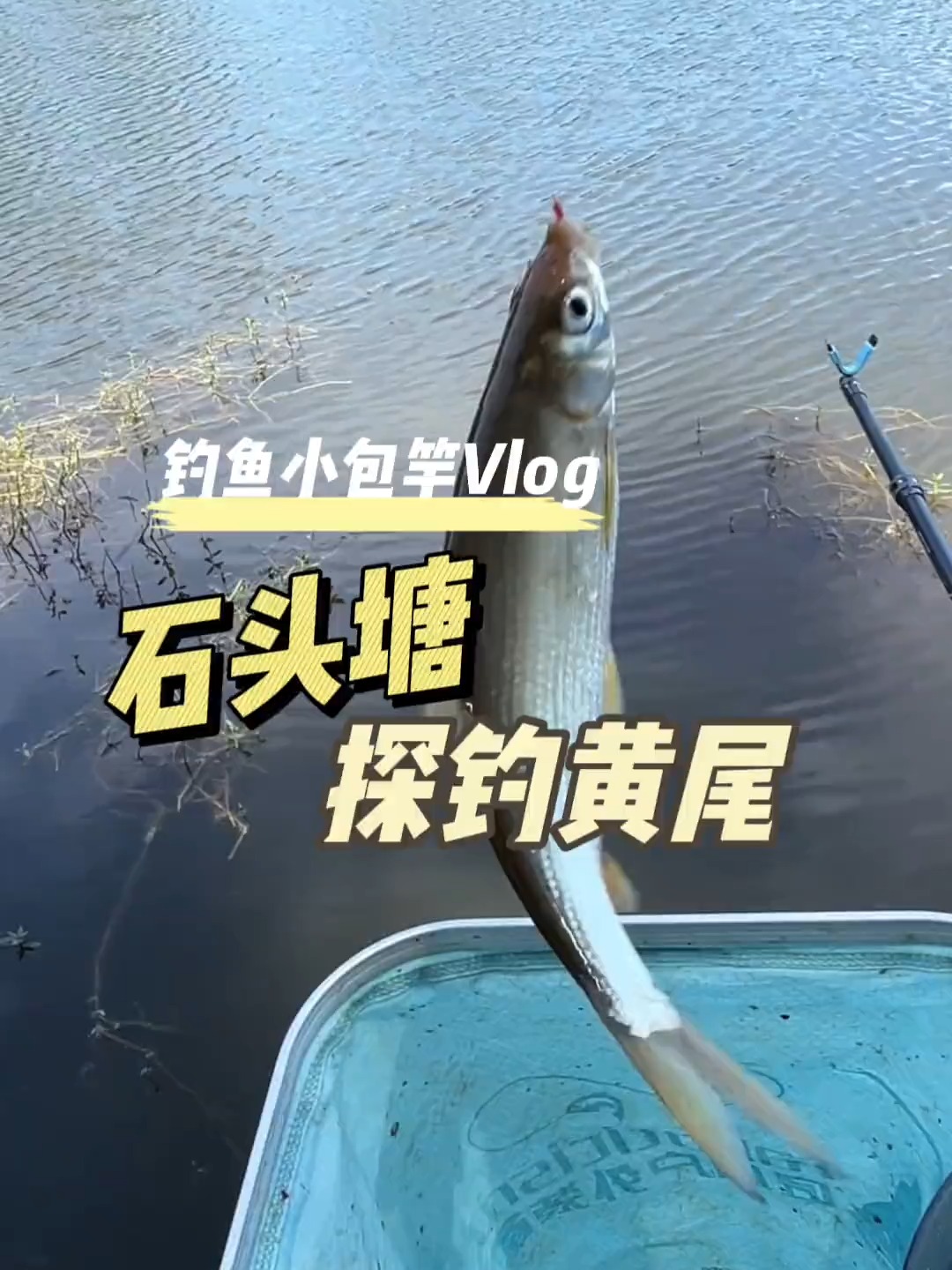 夏季水库钓黄尾技巧(水库钓黄尾选择什么地方) 夏季水库钓黄尾技巧(水库钓黄尾选择什么地方)