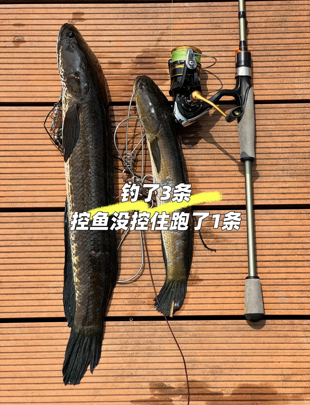 大连船钓黑鱼技巧(大连海边钓黑鱼技术) 大连船钓黑鱼技巧(大连海边钓黑鱼技术)