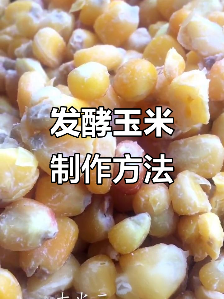 青鱼玉米饵料制作(钓青鱼玉米打窝有用吗) 青鱼玉米饵料制作(钓青鱼玉米打窝有用吗)