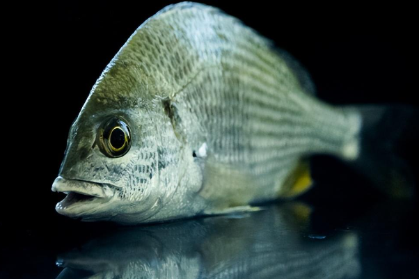 绝世饵料(绝世鱼夫) 绝世饵料(绝世鱼夫)