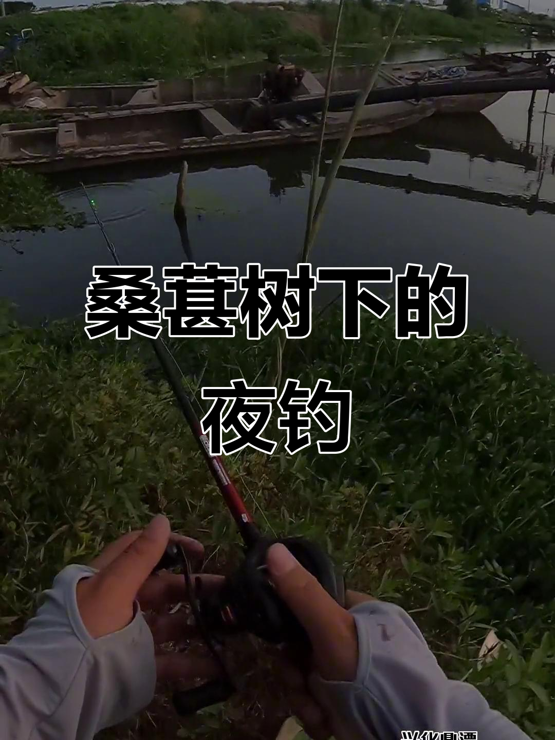 用桑葚做饵钓鱼的技巧(桑椹钓鱼能钓到什么) 用桑葚做饵钓鱼的技巧(桑椹钓鱼能钓到什么)