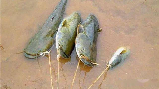 白天海竿钓鲶鱼技巧(白天钓海鲶鱼的经典方法) 白天海竿钓鲶鱼技巧(白天钓海鲶鱼的经典方法)