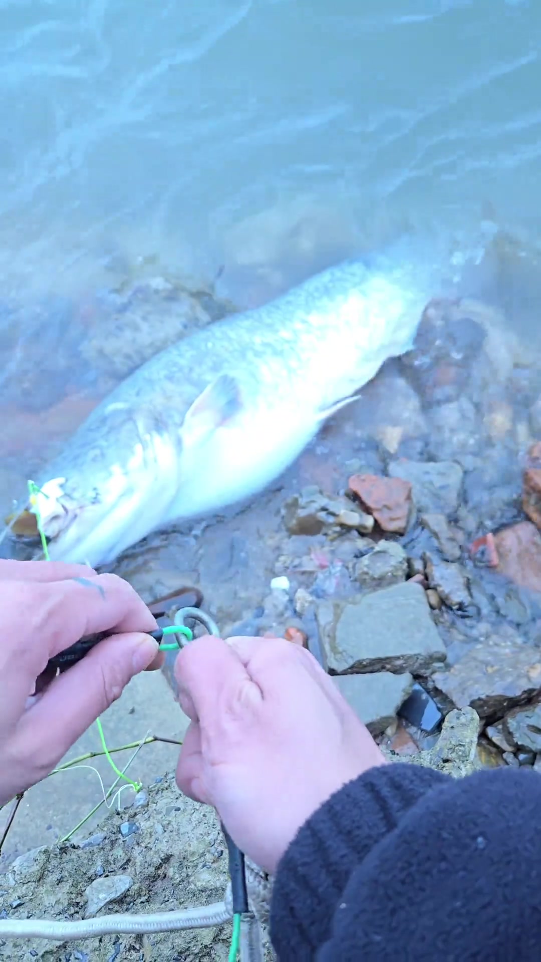 白天海竿钓鲶鱼技巧(白天钓海鲶鱼的经典方法) 白天海竿钓鲶鱼技巧(白天钓海鲶鱼的经典方法)