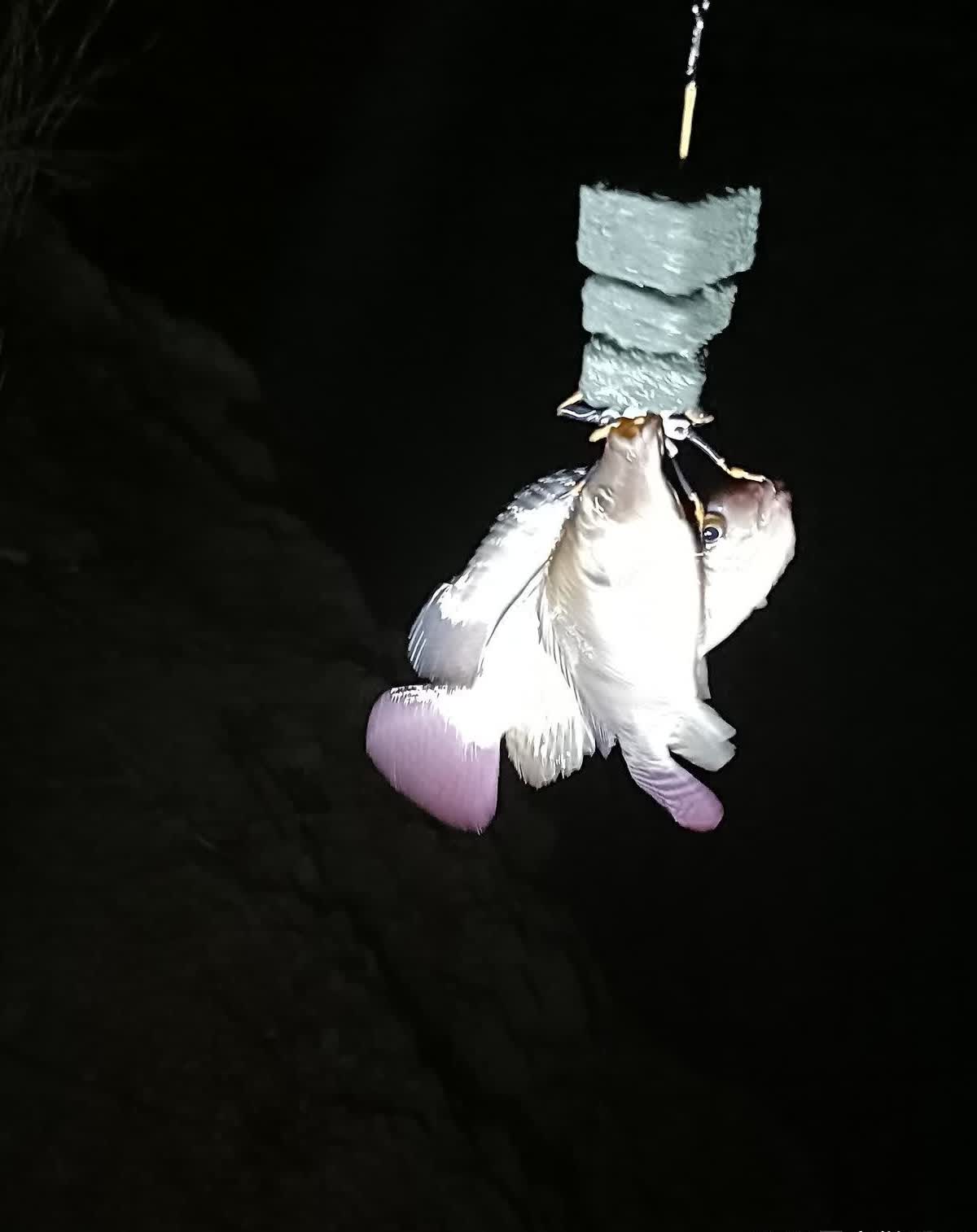 黑鸡膏夜钓罗非鱼技巧(钓鱼黑鸡膏制作方法) 黑鸡膏夜钓罗非鱼技巧(钓鱼黑鸡膏制作方法)