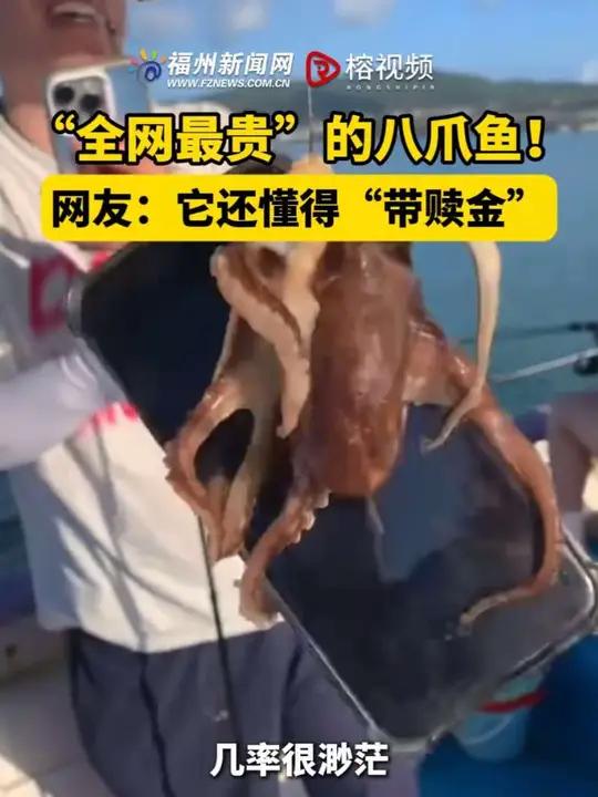 上海出海钓章鱼(上海海上钓鱼) 上海出海钓章鱼(上海海上钓鱼)