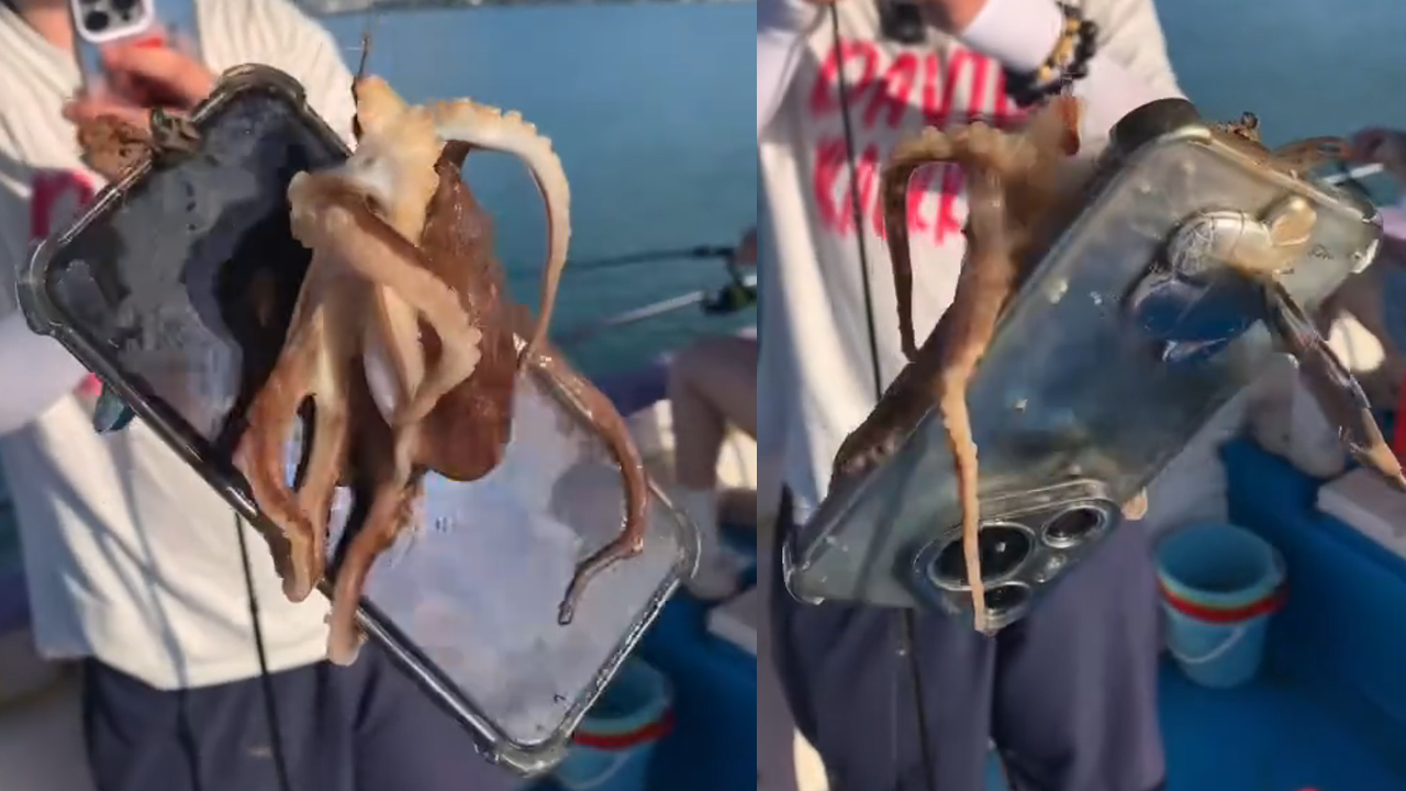 上海出海钓章鱼(上海海上钓鱼) 上海出海钓章鱼(上海海上钓鱼)