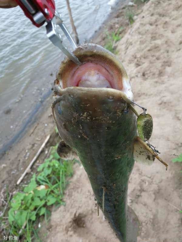 夜里路亚鲶鱼(路亚晚上钓鲶鱼用什么饵) 夜里路亚鲶鱼(路亚晚上钓鲶鱼用什么饵)