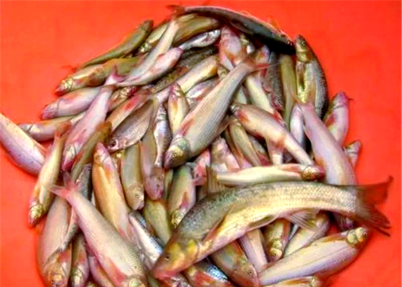 海钓瞳鱼(海钓一般都是钓哪些鱼) 海钓瞳鱼(海钓一般都是钓哪些鱼)