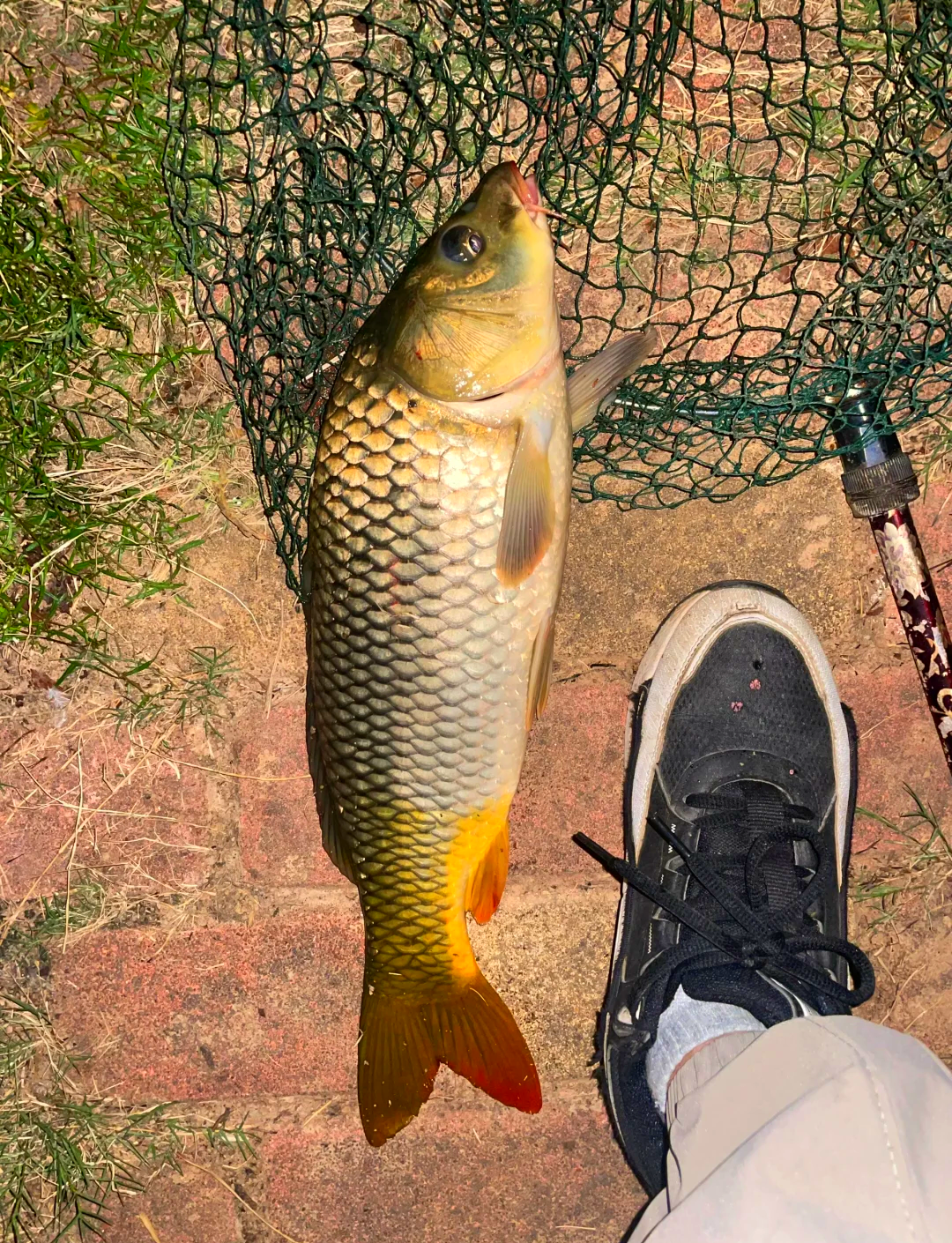 夏季野钓鲤鱼的技巧(夏季夜钓鲤鱼的技巧和方法) 夏季野钓鲤鱼的技巧(夏季夜钓鲤鱼的技巧和方法)