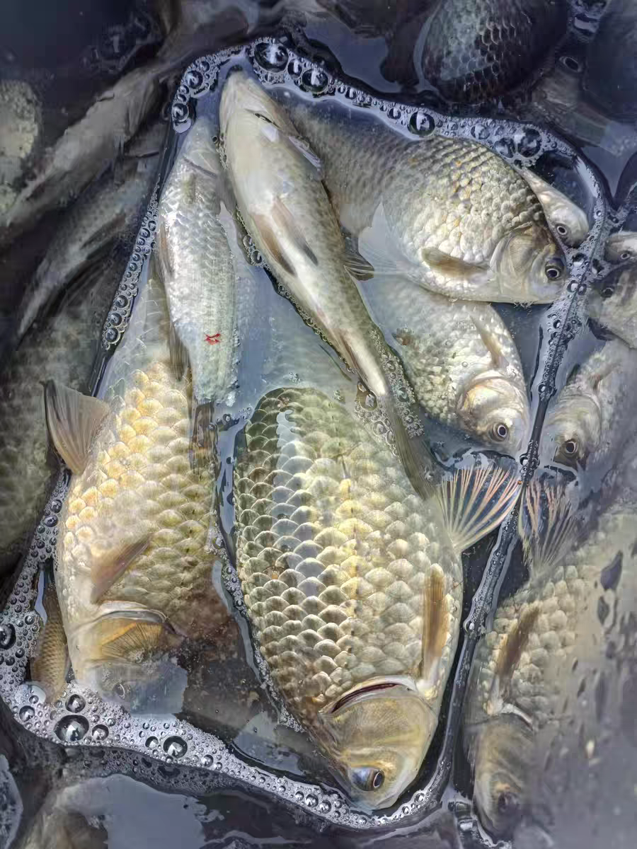 路亚大力马线(路亚大力马线用几号线) 路亚大力马线(路亚大力马线用几号线)