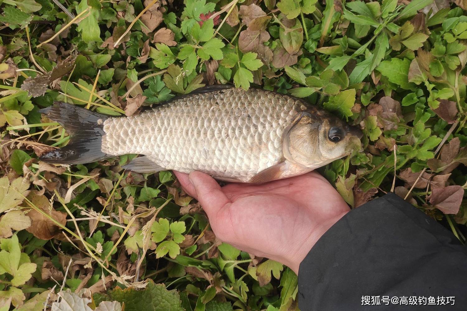 济源赵庄水库钓鲫鱼技巧(钓鲫鱼公认最好的饵料)