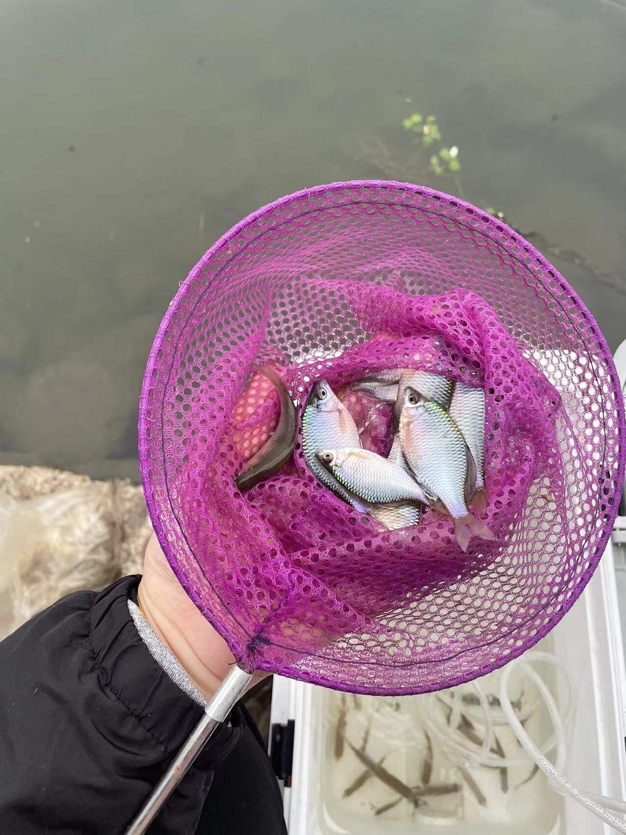 抄网抓黑鱼技巧(抄网抓黑鱼技巧和方法) 抄网抓黑鱼技巧(抄网抓黑鱼技巧和方法)