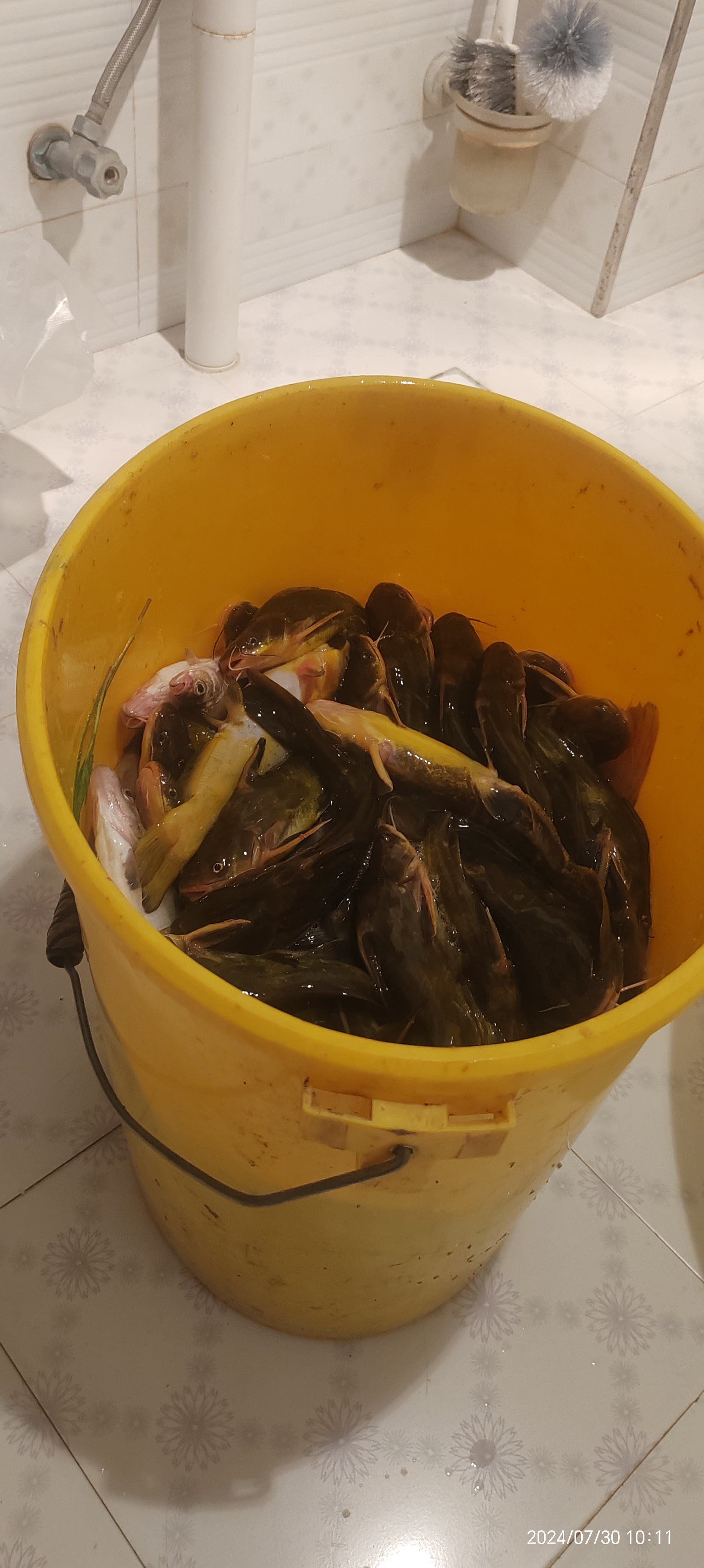 台钓昂公饵料(钓昂公鱼打什么窝最好) 台钓昂公饵料(钓昂公鱼打什么窝最好)