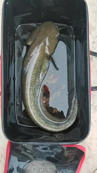 北方路亚鲶鱼(北方路亚鲶鱼季节) 北方路亚鲶鱼(北方路亚鲶鱼季节)