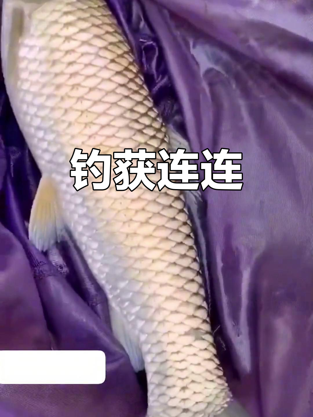 九元饵料连杆鲤(老鬼饵料官方旗舰店)