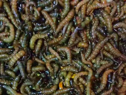 夜晚钓雅鱼的技巧(夜晚钓雅鱼的技巧和方法) 夜晚钓雅鱼的技巧(夜晚钓雅鱼的技巧和方法)