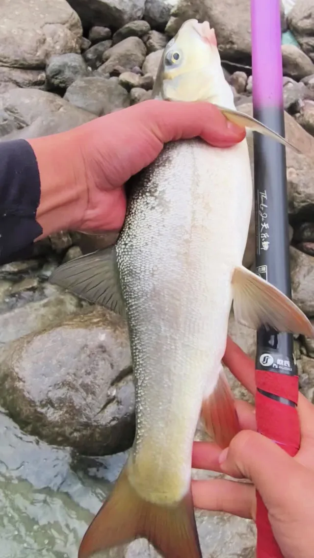 夜晚钓雅鱼的技巧(夜晚钓雅鱼的技巧和方法) 夜晚钓雅鱼的技巧(夜晚钓雅鱼的技巧和方法)