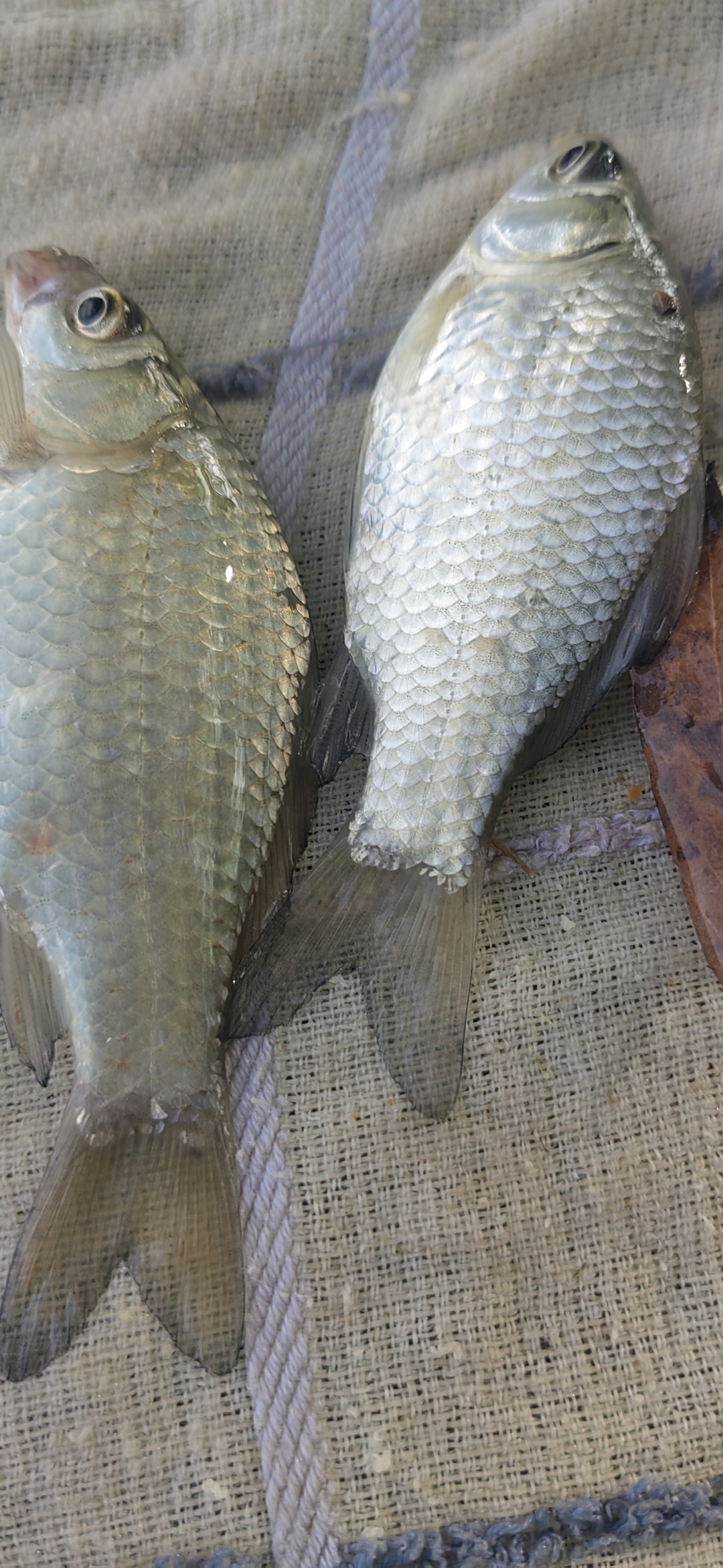 钓银鲴的技巧(垂钓银鲴鱼) 钓银鲴的技巧(垂钓银鲴鱼)