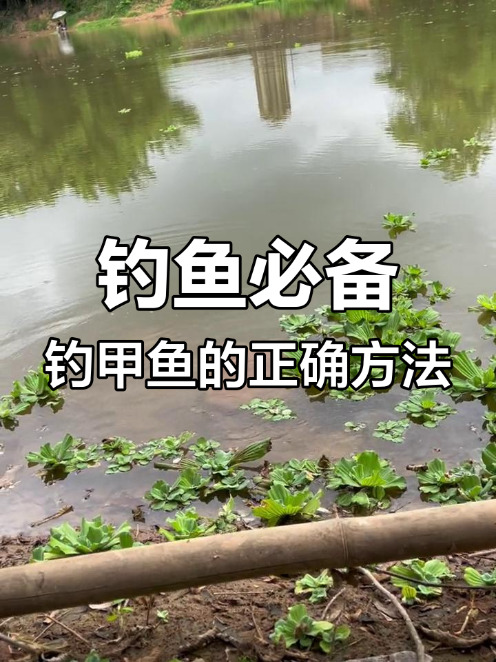 钓甲鱼饵料配方(钓甲鱼饵料中草药配方) 钓甲鱼饵料配方(钓甲鱼饵料中草药配方)