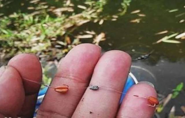 野钓鲫鱼用小麦技巧(野钓鲫鱼小麦最佳配方)