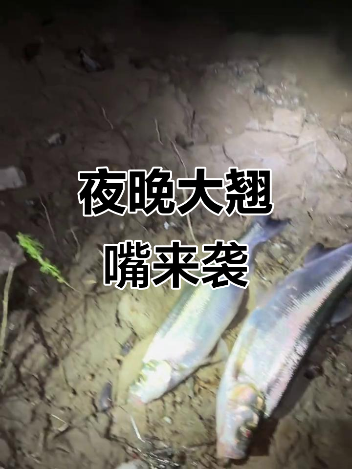 路亚夜间怎么钓(路亚夜间怎么钓翘嘴) 路亚夜间怎么钓(路亚夜间怎么钓翘嘴)