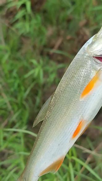 南充路亚标点(口碑最好十大路亚竿)