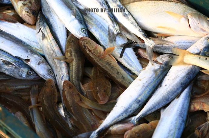 葫芦岛海钓什么鱼(葫芦岛哪里野钓比较好) 葫芦岛海钓什么鱼(葫芦岛哪里野钓比较好)