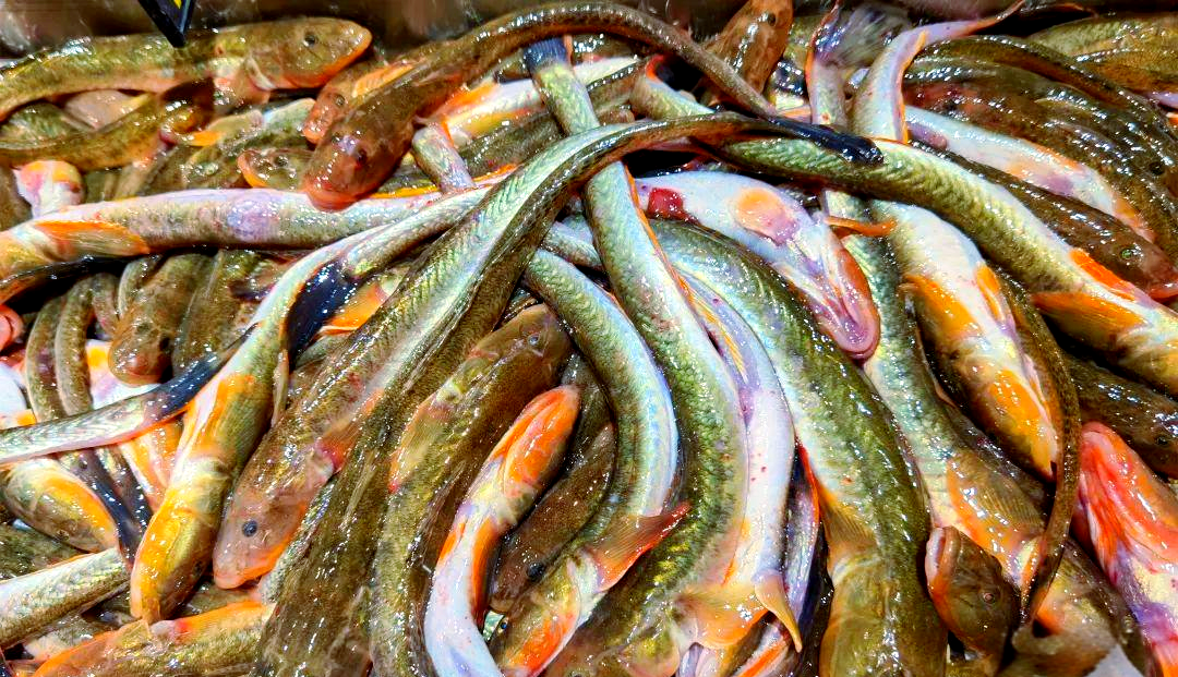 路亚海鲇鱼(淡水鲶鱼和海鲶鱼区别)